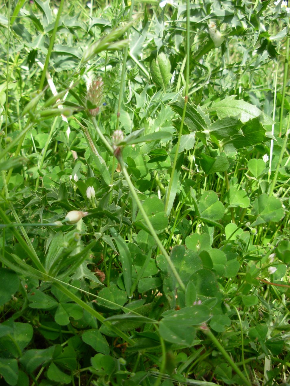 Trifolium striatum subsp. tenuiflorum (Ten.) Arcang.